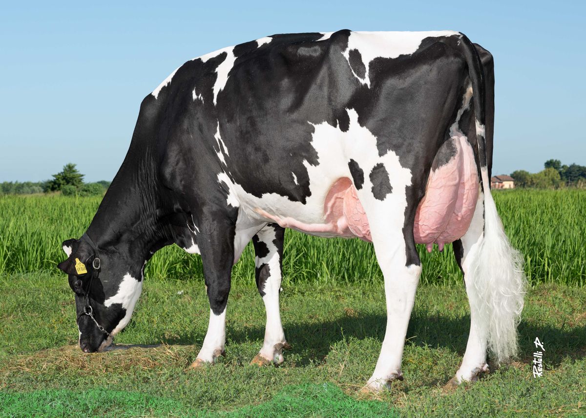 DE000358269068 PG OZON ET VG85 (2nd lact) – dam of OTTAWA- Imp.Agr. Simone Cesarini e Fausto Moro (PV) pa