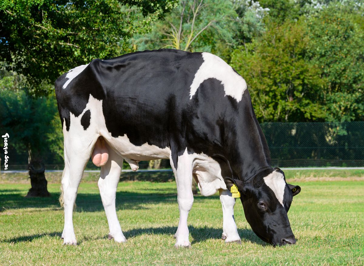 DE000362351602 DUBLINER (toro adulto)