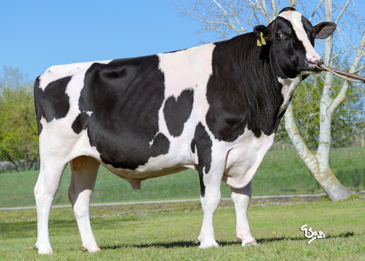 GAUDI IT015990456139 – adult bull