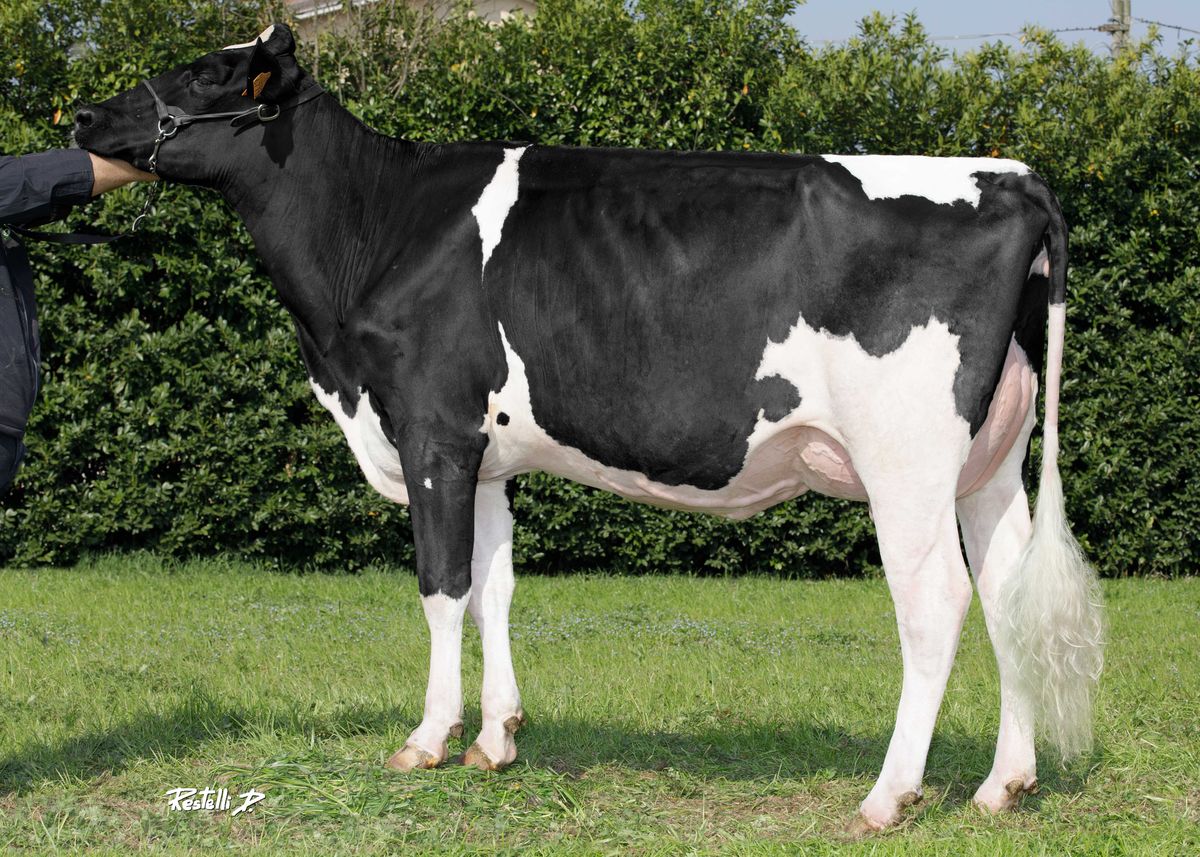 IT020991586770 HORUS 947 – Soc.Agr.Azzoni Franco Di Azzoni L. E C. Sas – MN lato Figlia: HORUS 947, Soc. Agr. Azzoni