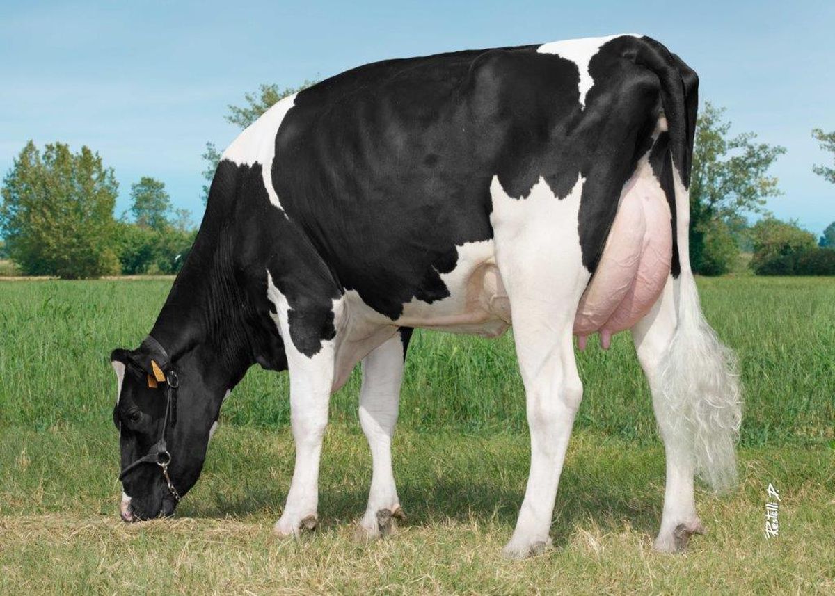 IT020991755607 DUBLINER 114 – Soc. Agr. Savio Angelo a Roberto s.s. – Cavriana (MN) pasc