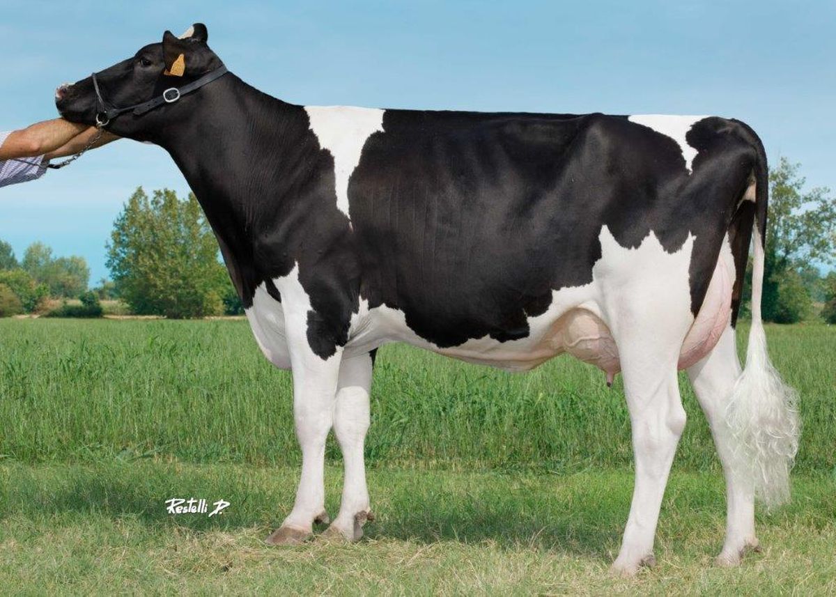 IT020991755607 DUBLINER 114 – Soc. Agr. Savio Angelo a Roberto s.s. – Cavriana (MN)