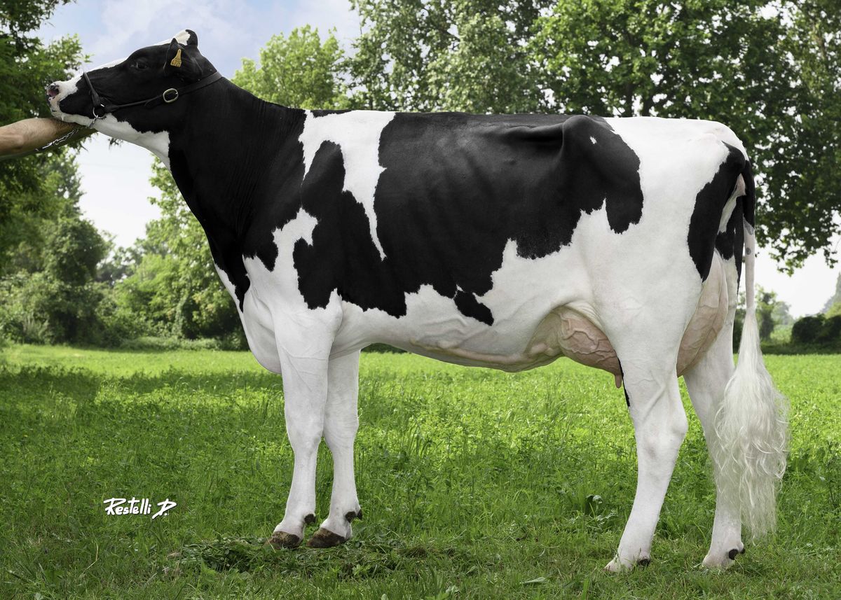 IT098990904725 CORVINI VALDA – Corvini Rocco e Fratelli – Casalmaiocco – (LO) lato