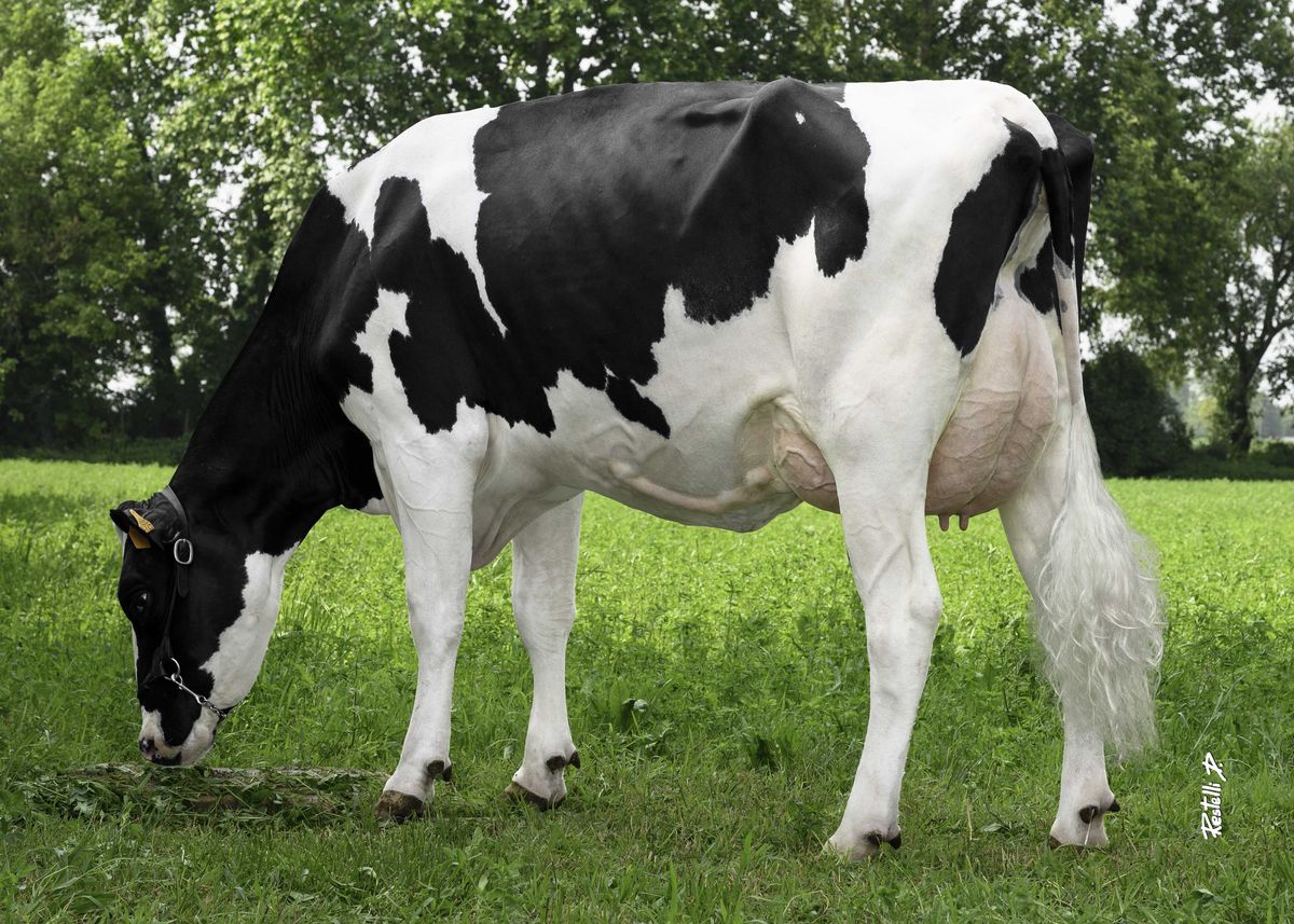 IT098990904725 CORVINI VALDA – Corvini Rocco e Fratelli – Casalmaiocco – (LO) pasc