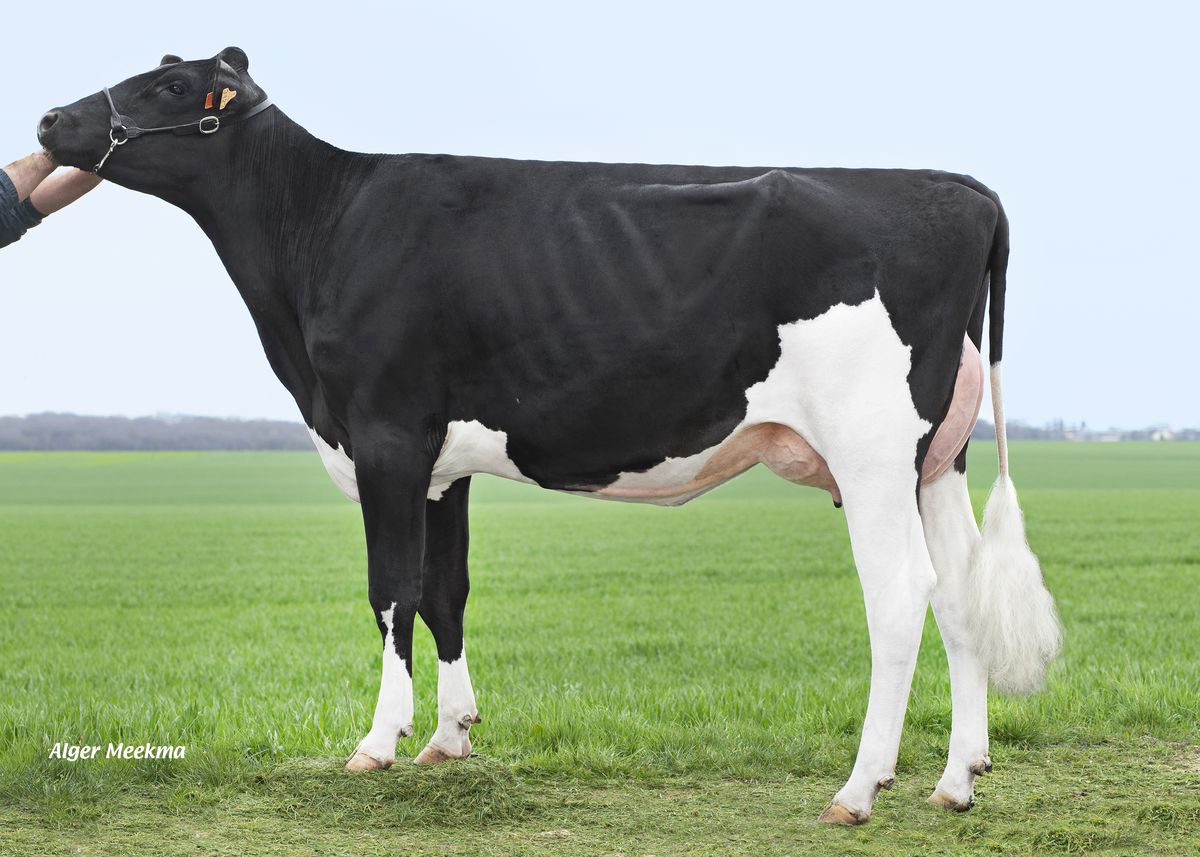 Sahara P FR 2720023123 – figlia di KALEIDO P – Leroy Freres, Guitry (Francia)