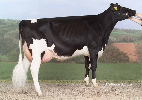 Nonna: Goldwyn Konny