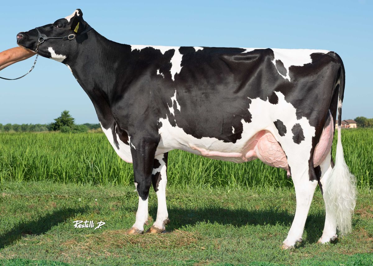 Nonna: PG OZON ET VG85 (2a lattazione)