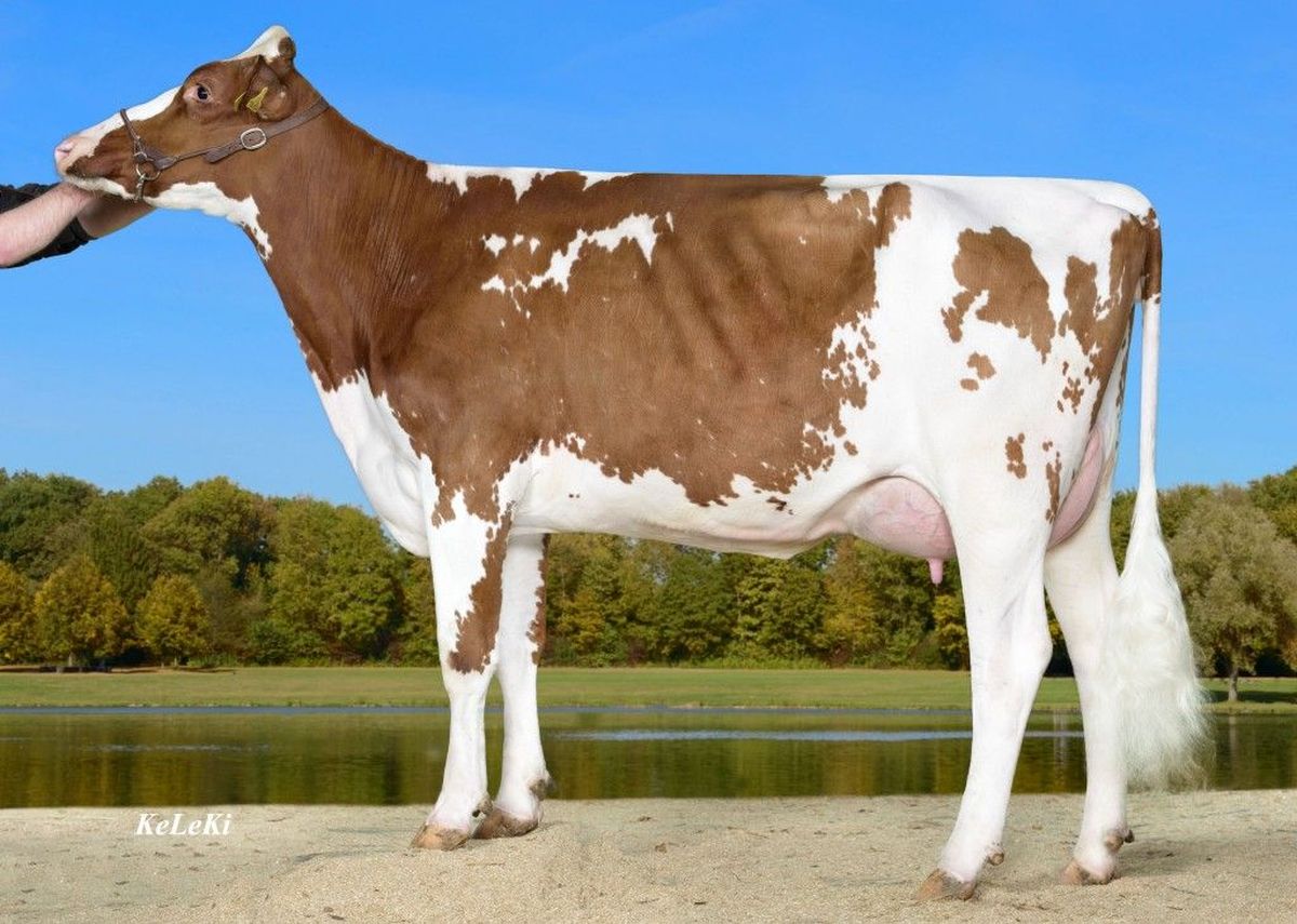 Bisnonna: Wilder K 52 Red VG88