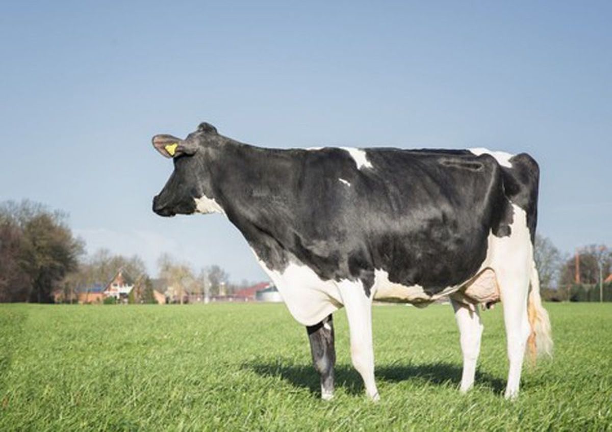4a madre: WILDER HIRA VG85