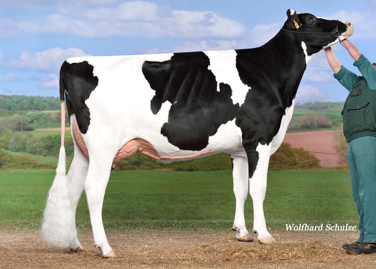 Madre: MADISON VG85