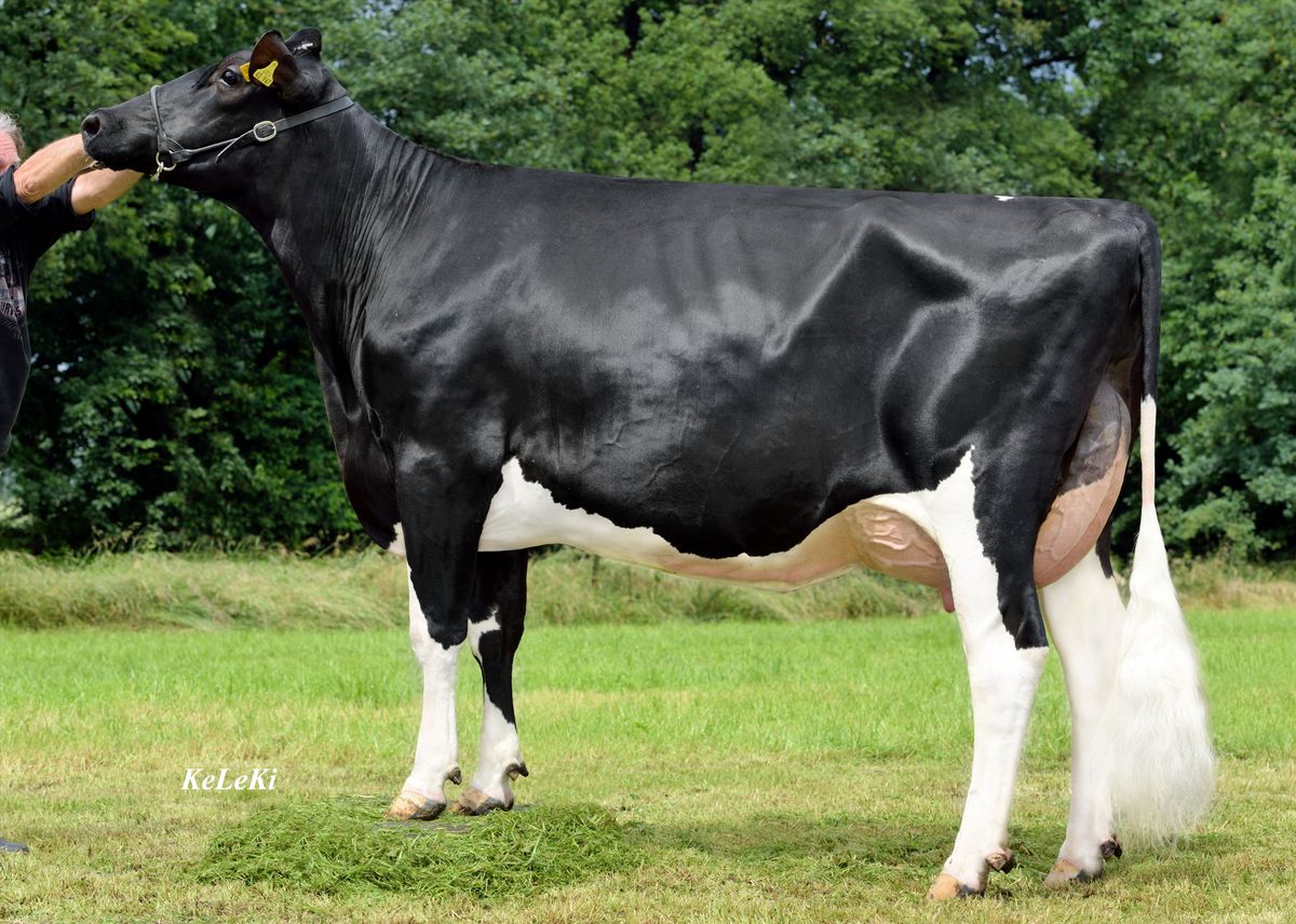 madre : HFP QUILLANA ET VG85