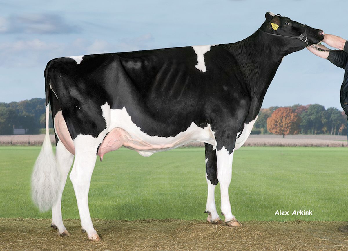 Nonna: DG My Love VG 85