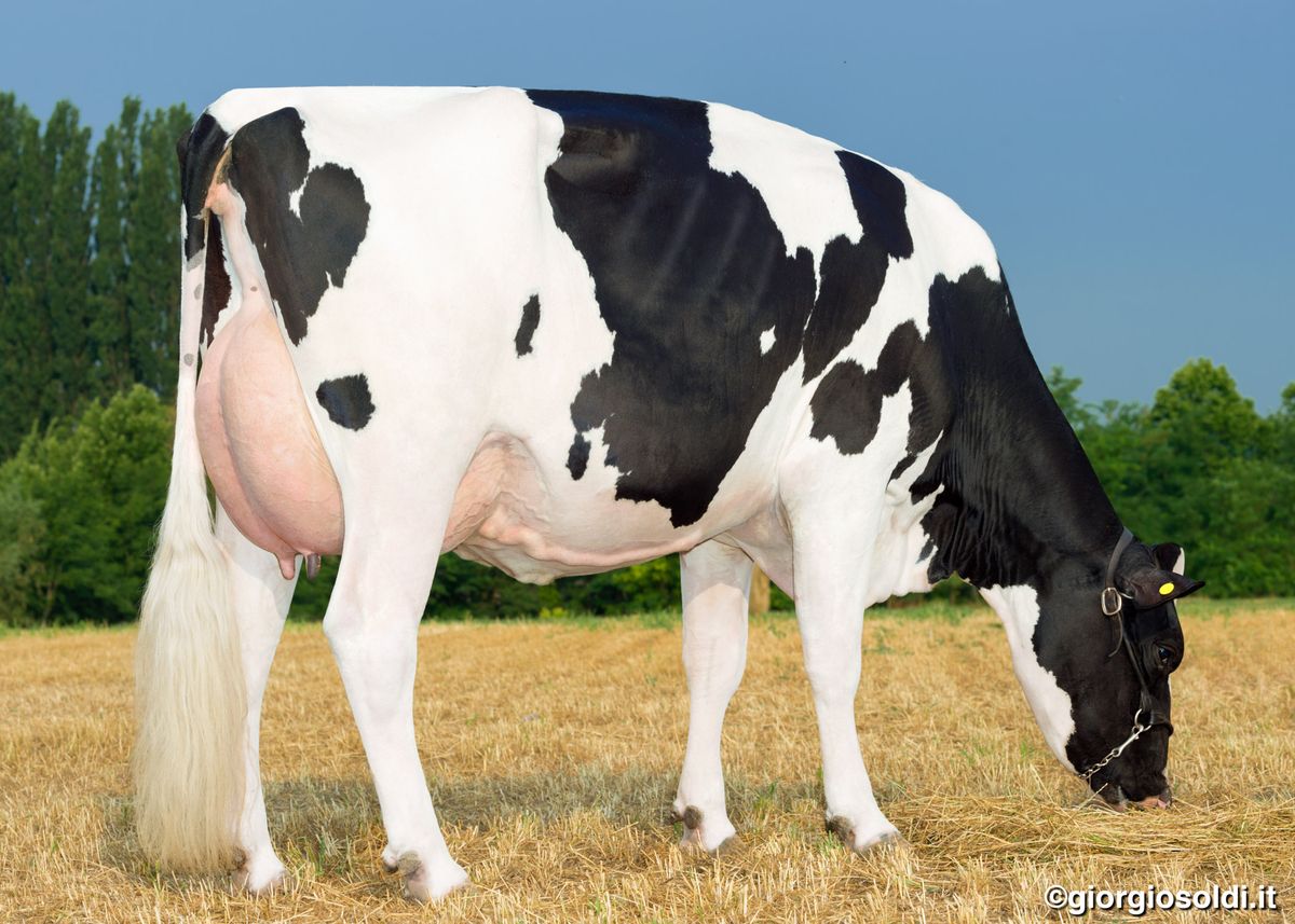 first crop – IT020990954154 – DISCLOSURE GP82 – S.A. Marini (MN)