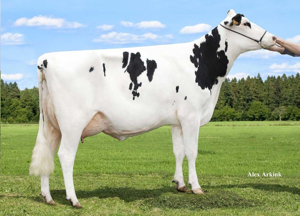bisnonna: SILENCE SECRET RC VG85