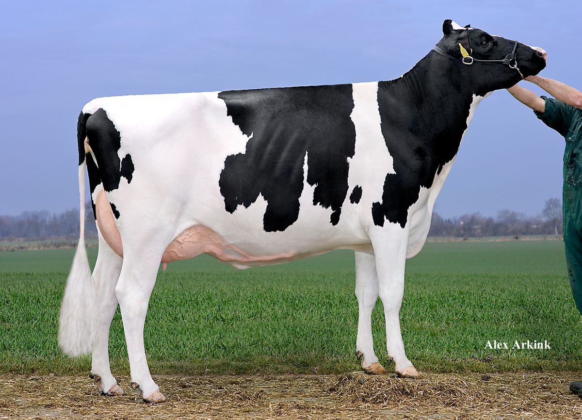 Nonna: Drouner AJDH Aiko VG87