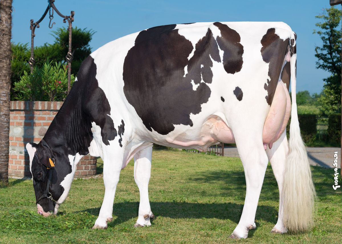 first crop – IT028990332341 LADY FARM SOUTH CAROLINA – Lady Farm (PD)