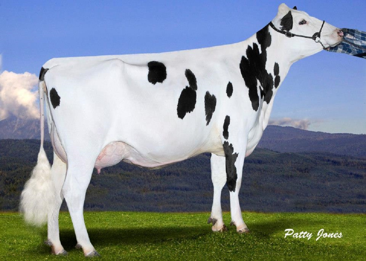 Trisnonna: GILLETTE GARRET LOOKAS EX92