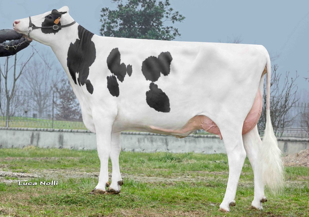 Nonna: GIUDICI HOLSTEINS MCHN MADISON VG85