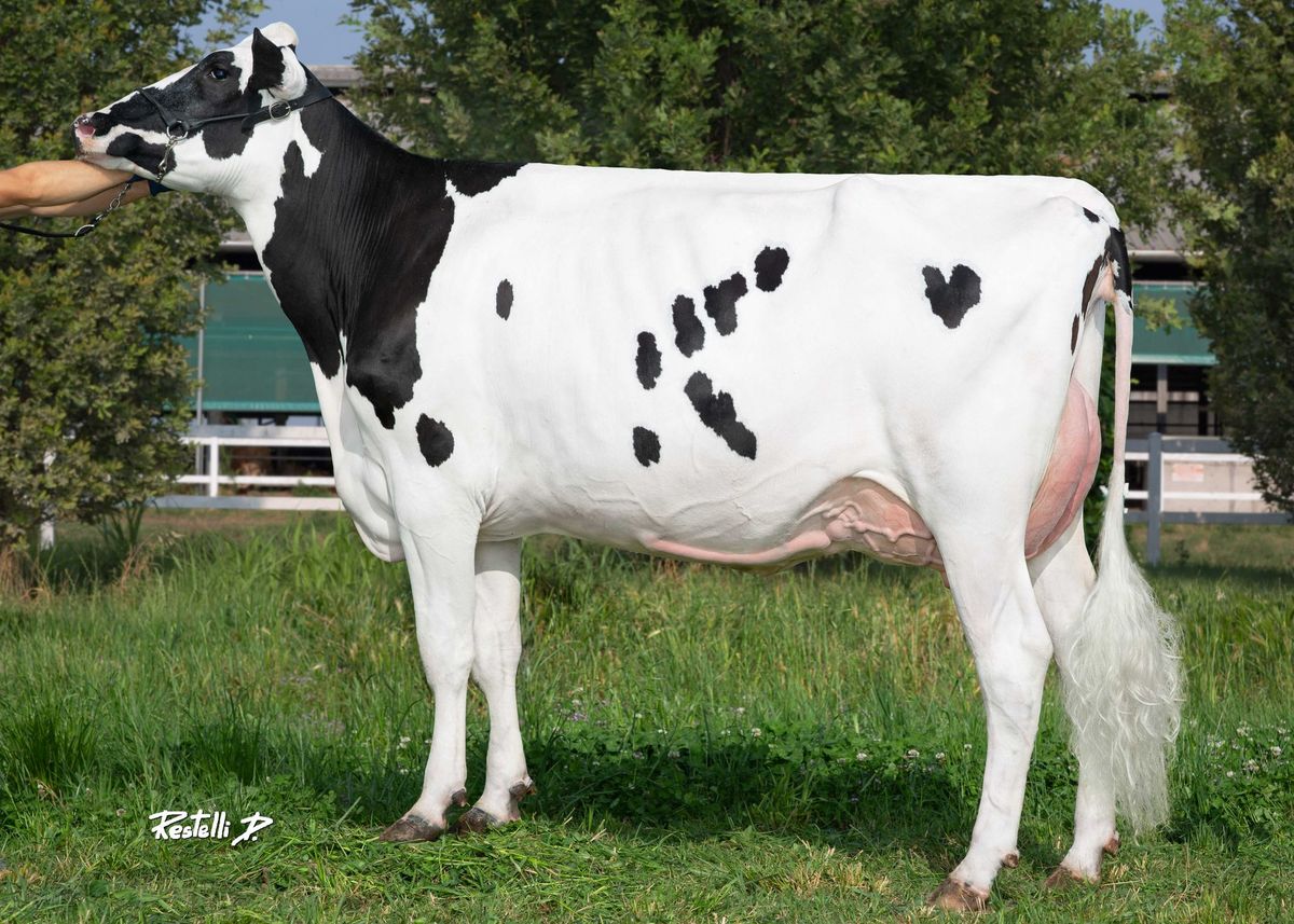 Madre: Go-Farm BRIXA, All. Go-Farm Holstein (CR)