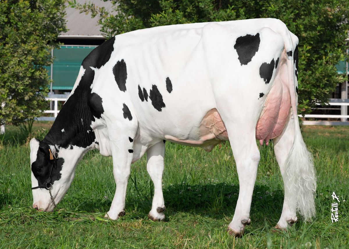 Madre: GO-FARM ROMA ET, Allevamento Go-Farm Holstein (CR)
