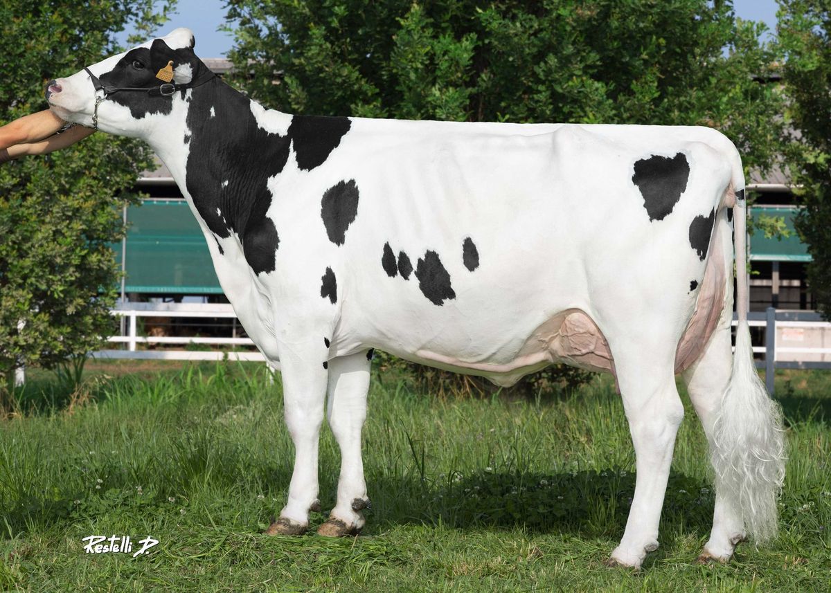 Madre: GO-FARM ROMA ET, Allevamento Go-Farm Holstein (CR)