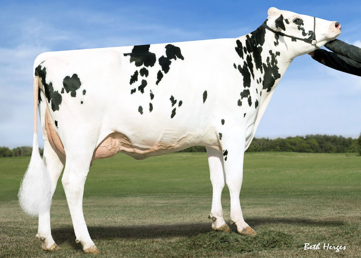 Bisnonna: Hickorymea Manoman Opine-P