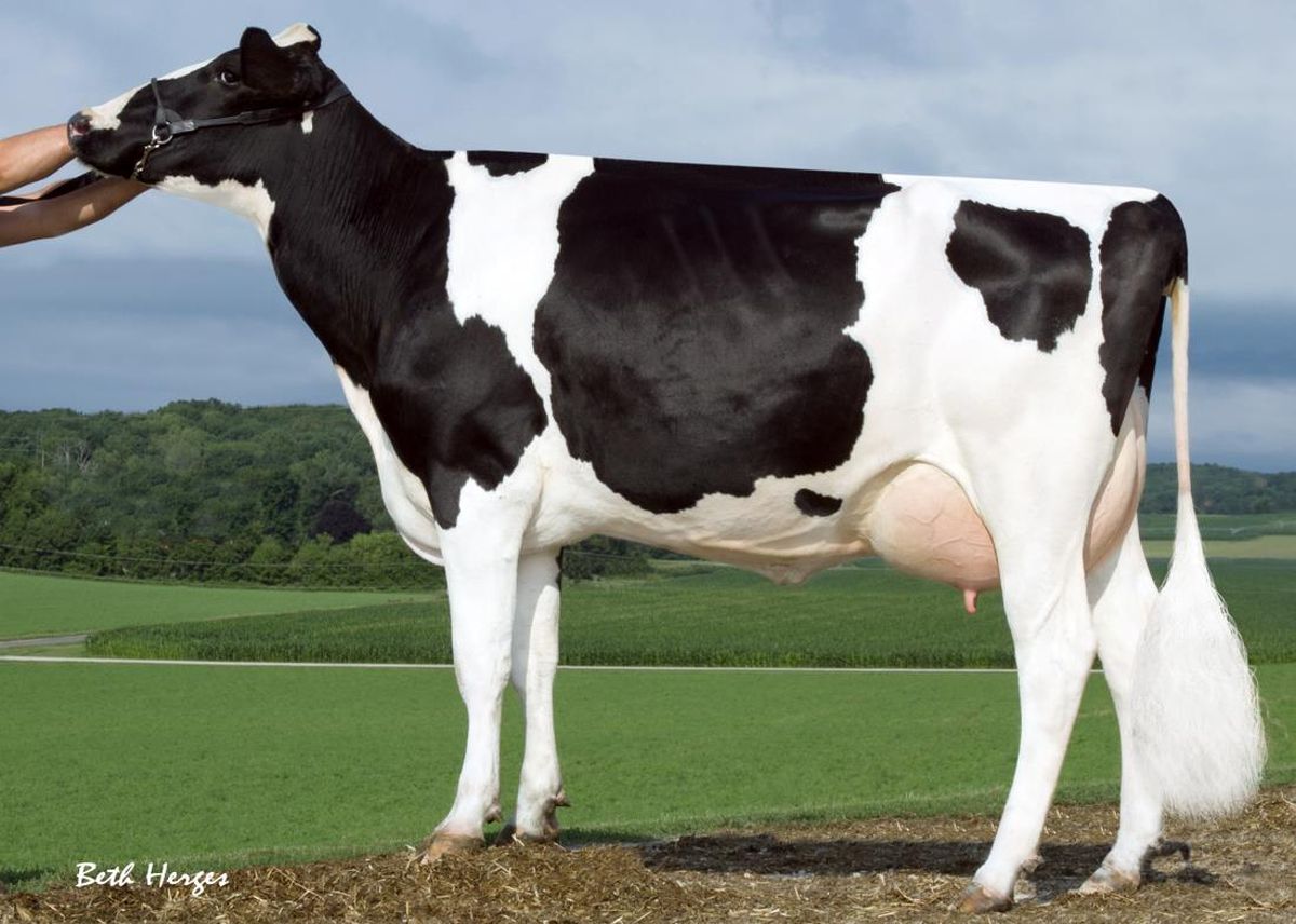 trisnonna : SANDY-VALLEY PLANE SAPPHIRE VG86