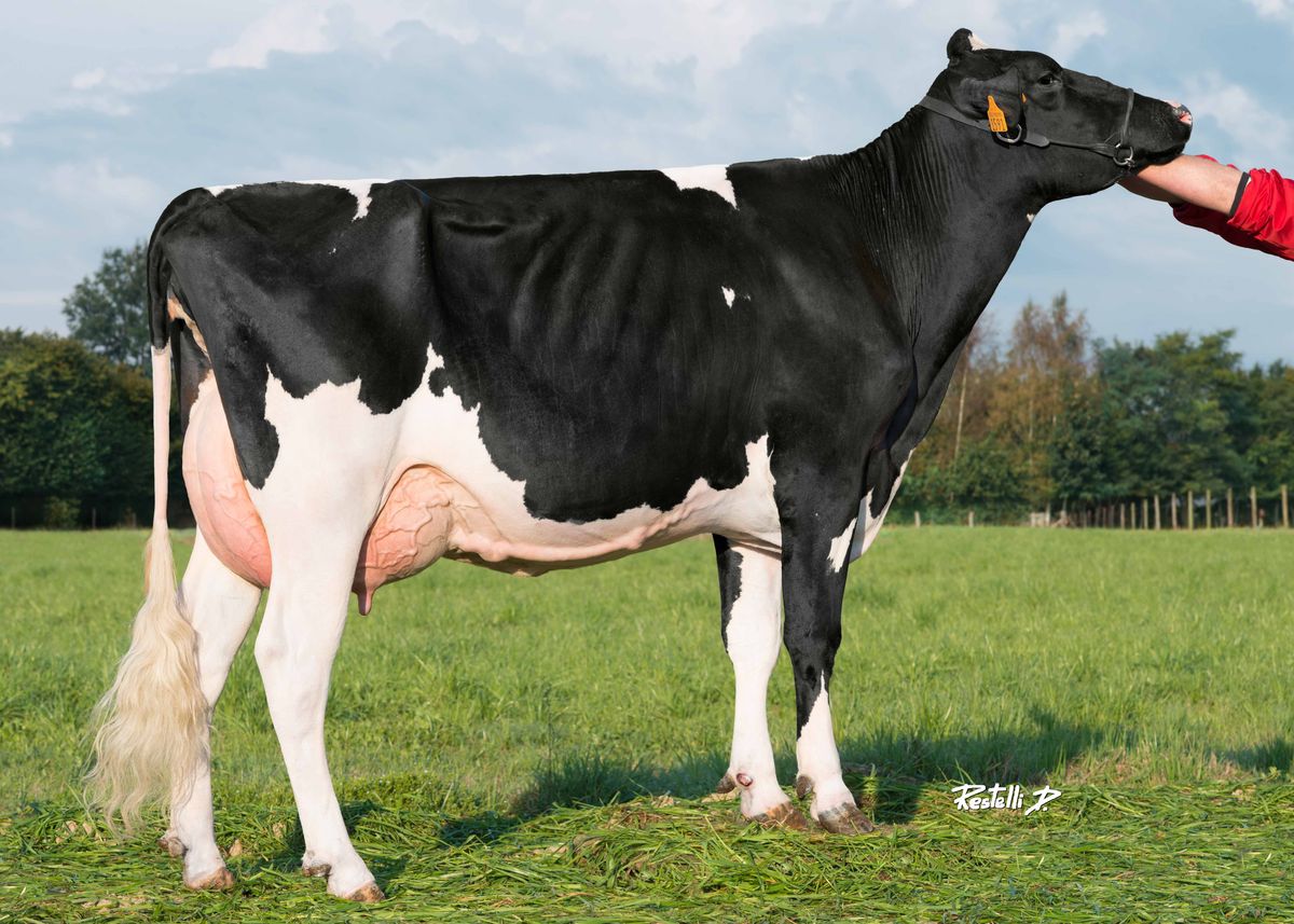 Figlia: VANZETTI GLORIOSO ZAGABRIA GP83 – Vanzetti Holstein (TO)