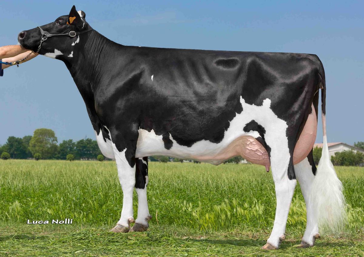 Bisnonna: ZANI SUPERSIRE ORIETTA