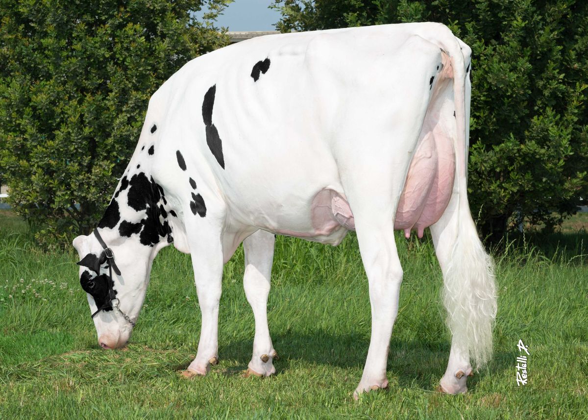 Madre: GO-FARM FLORENCE ET VG85, Go-Farm (CR)