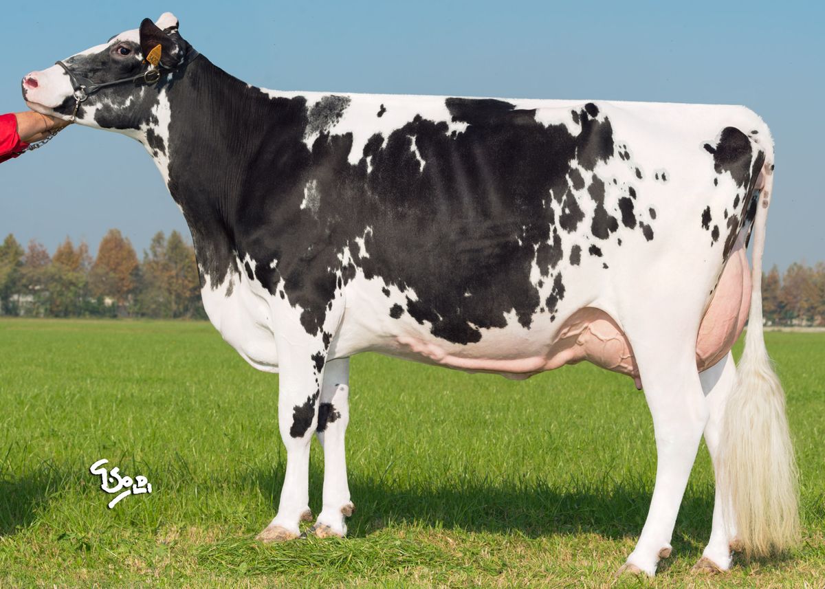 figlia : CLEAREST 566, All. La Nuova Colombara (MN)