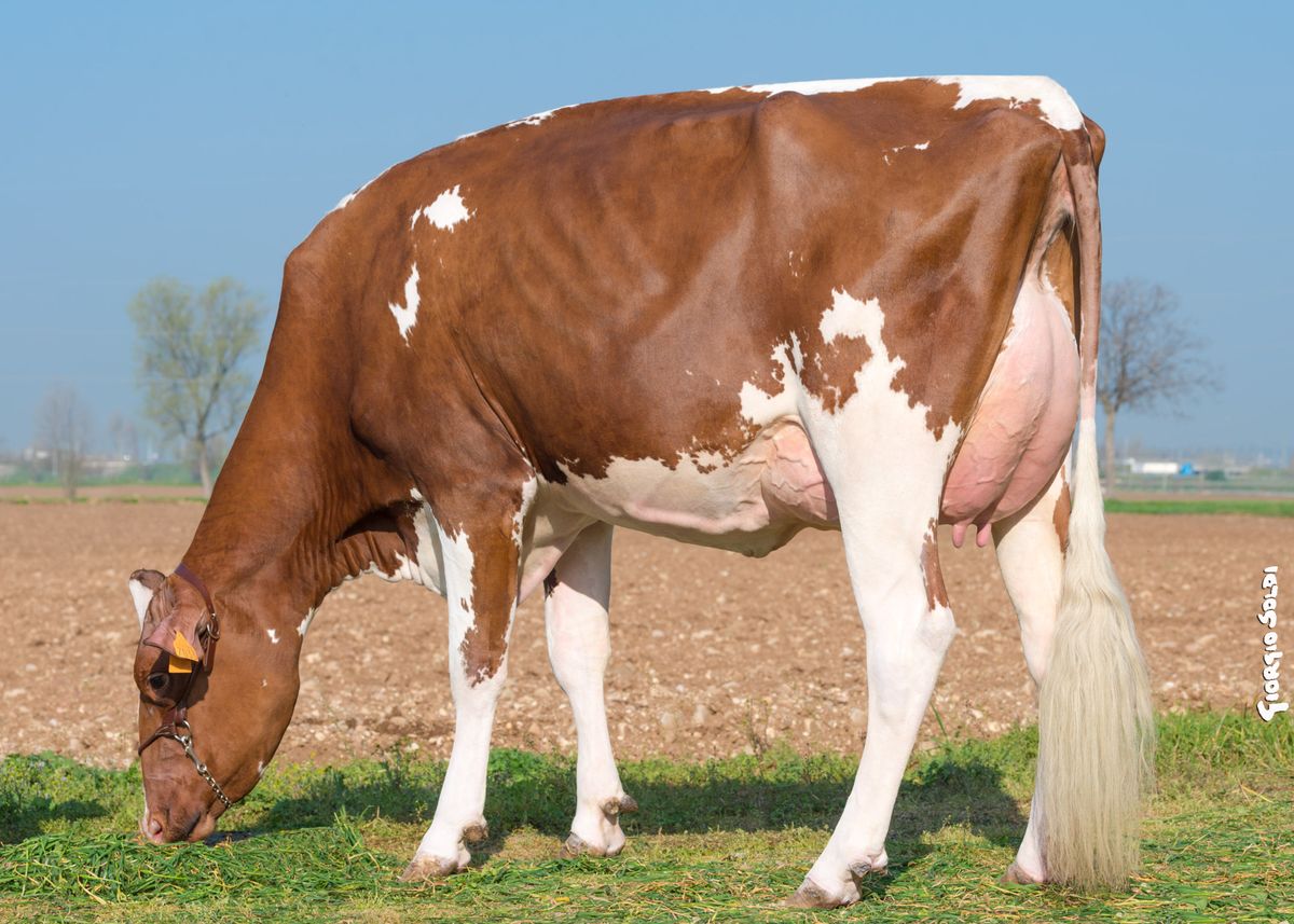 Figlia: Nordera Irongen Infuocata Red VG86 – Soc. Agr. Nordera (VR)