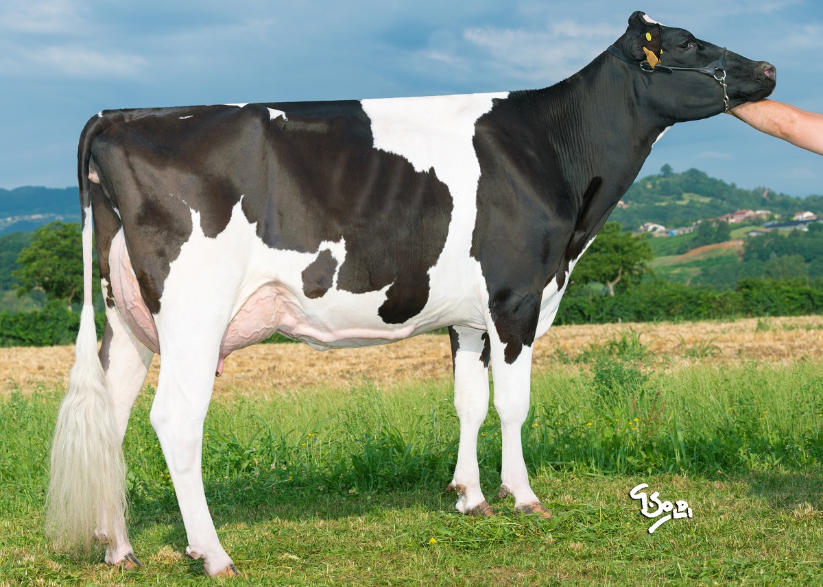 Madre: LA BAGOLINA SILVER SILVANA VG86