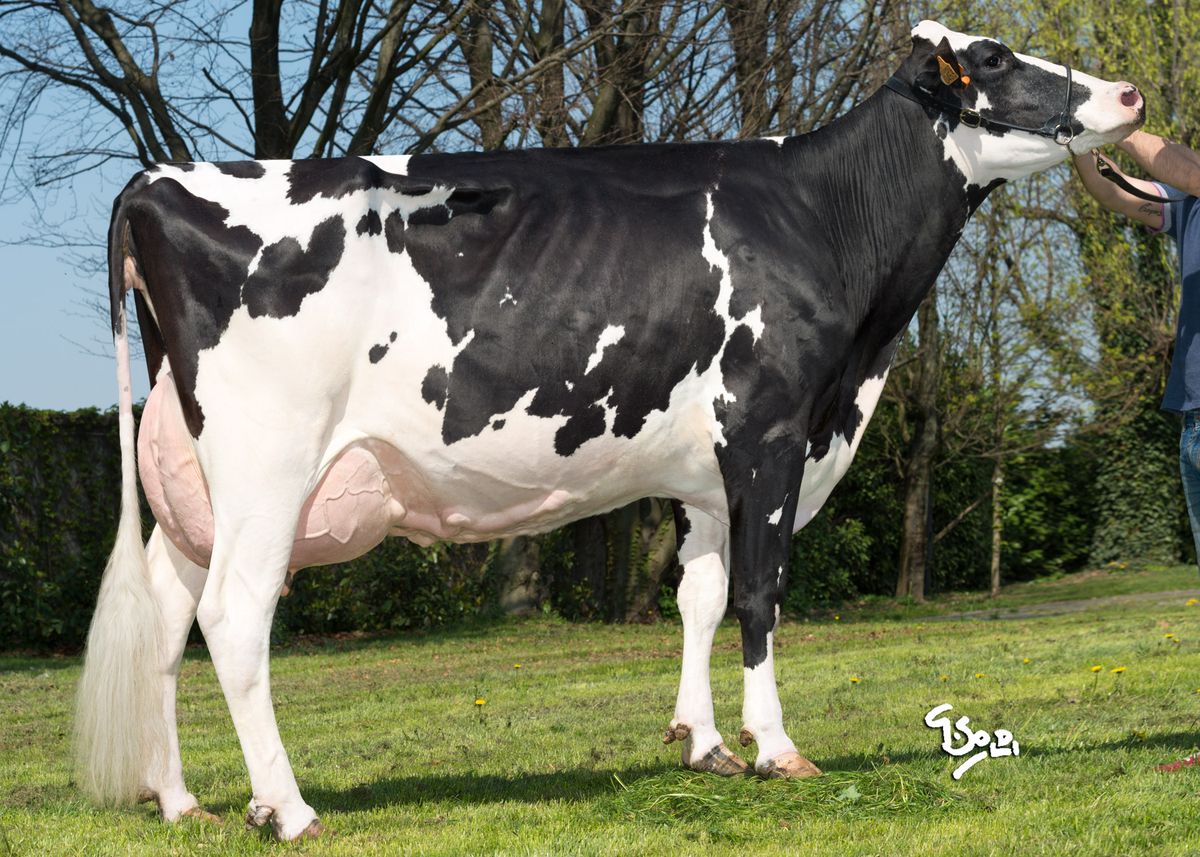 1st dam: ALL NURE ASIA VG88