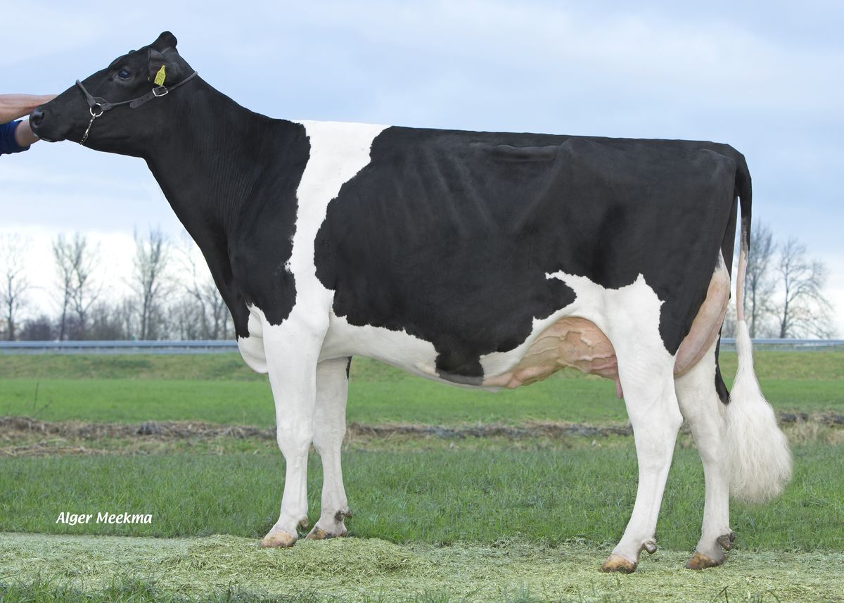 Madre: MARS FROUKJE 684 VG85