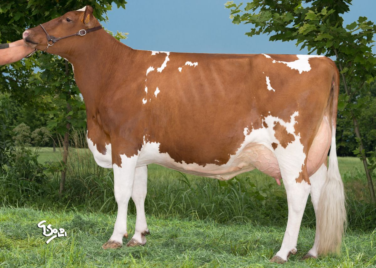 first crop – IT023990418852 – REDCARPET ARABA RED GP81 – S.A. Nordera (VR)