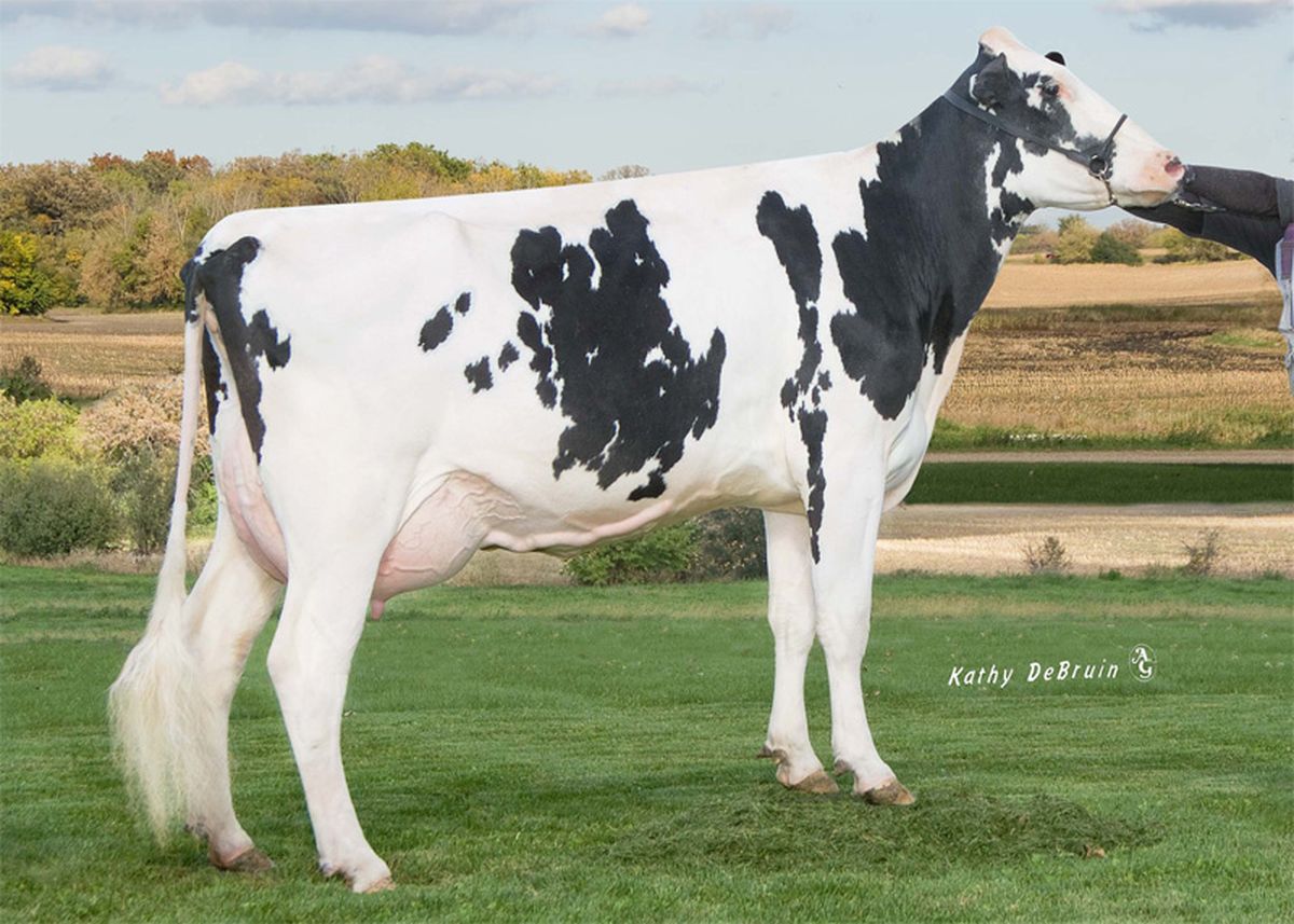 Quarta madre: REGANCRESTDL S RALISHA ET EX92