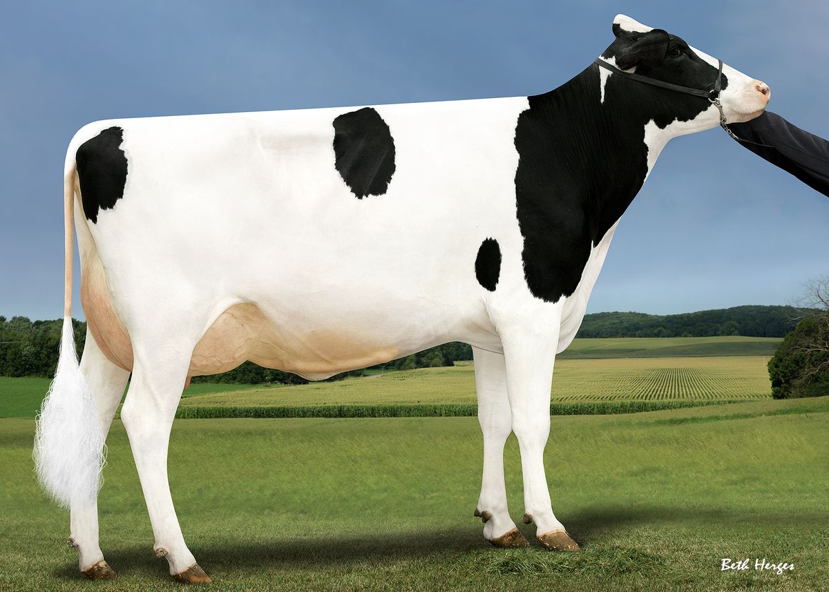 Bisnonna: SANDY-VALLEY MD PLEASURE-ET VG86