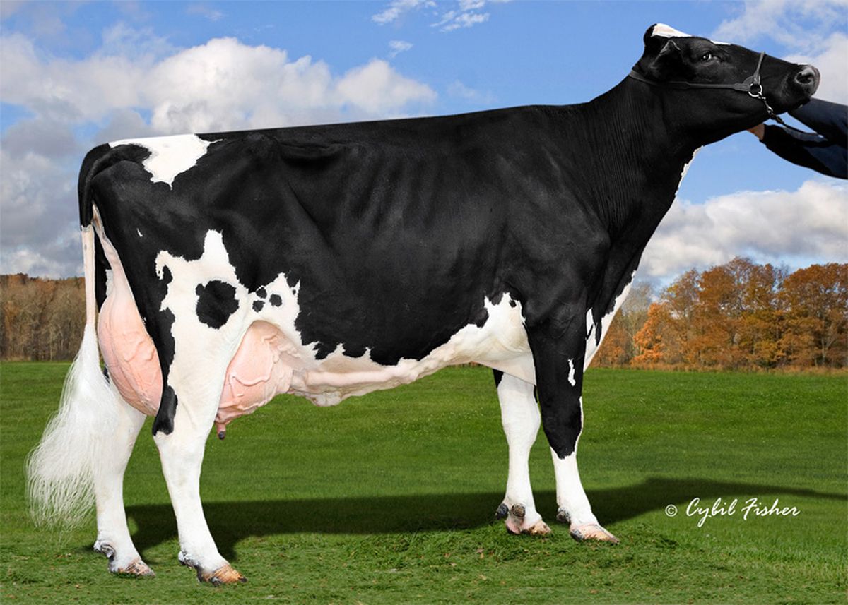 Capostipite linea: Clear Echo EX94
