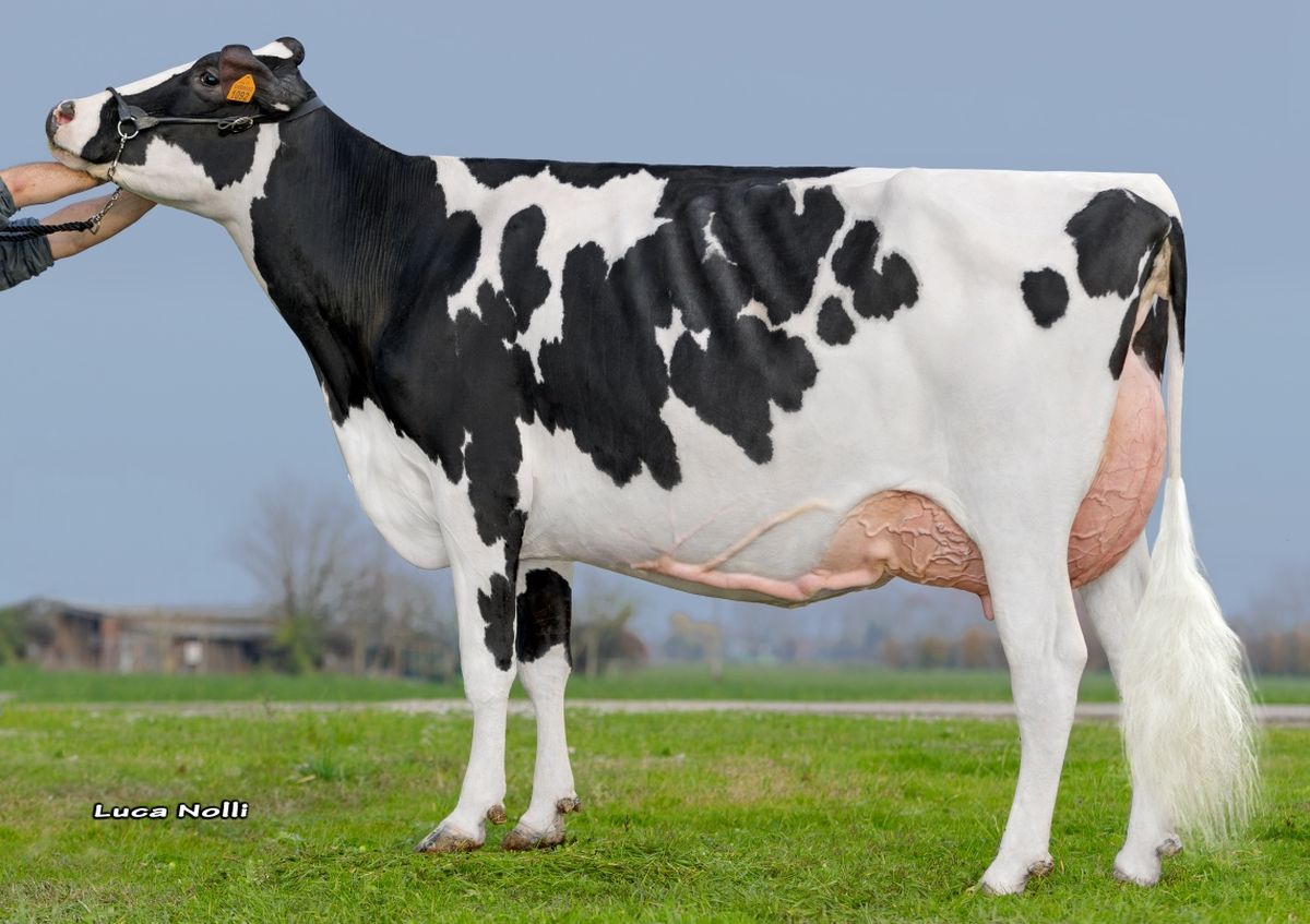Sorella della madre: DOTTI SILVER AGENJS ET VG86