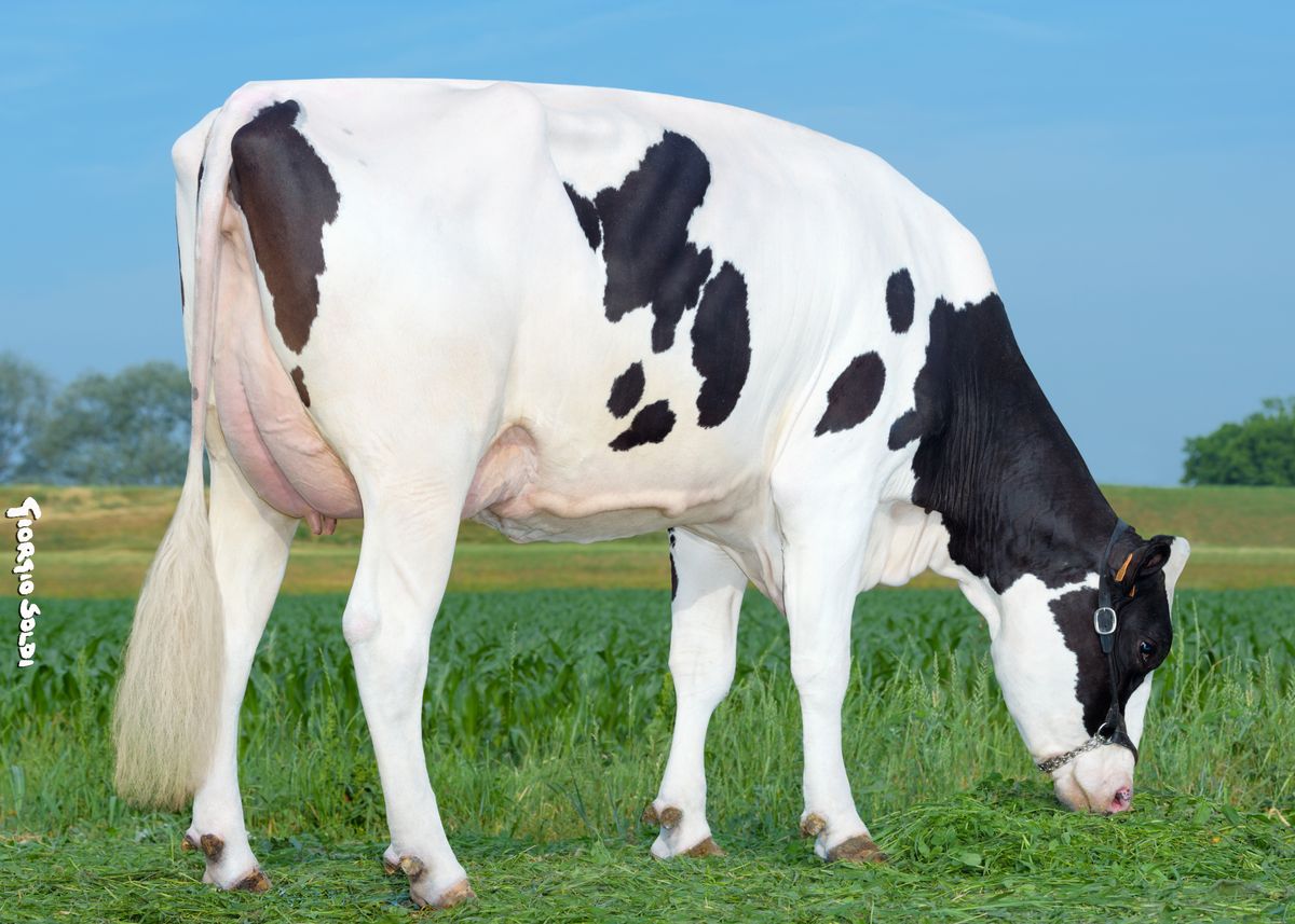 3.Madre – CRISTELLA KATANA ET – az. Agr. Balestreri Donatella (CR)