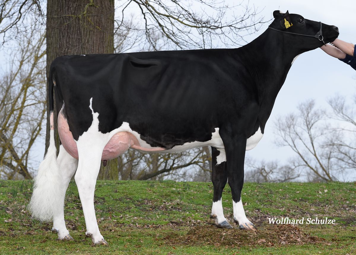 Ariane VG85 – 2nd dam of GEWISS