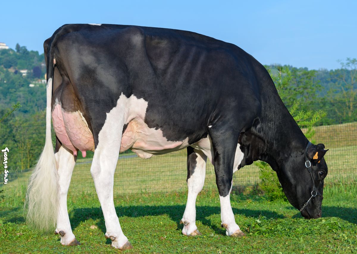 IT097990064228 GHEZZI KENOBI TRUVIA ET – madre di MAGYAR – Az. Agr. Ghezzi (CO) pasc