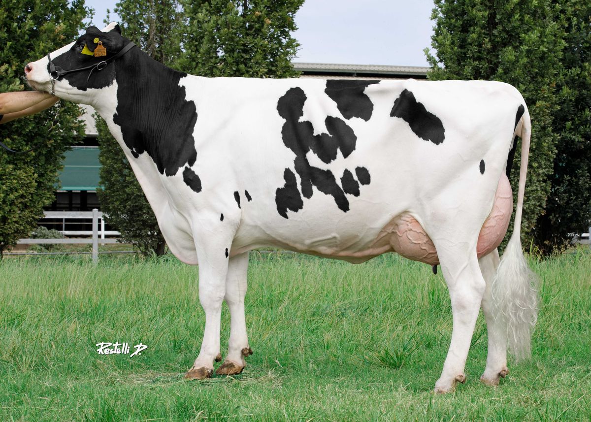 IT019992066562 GO-FARM SCHAERDING ET – Go-Farm di Gozzini Luca e Liborio Fabio Soc. Agr. S.S. – Casalmorano – (CR) – madre di SPILLO