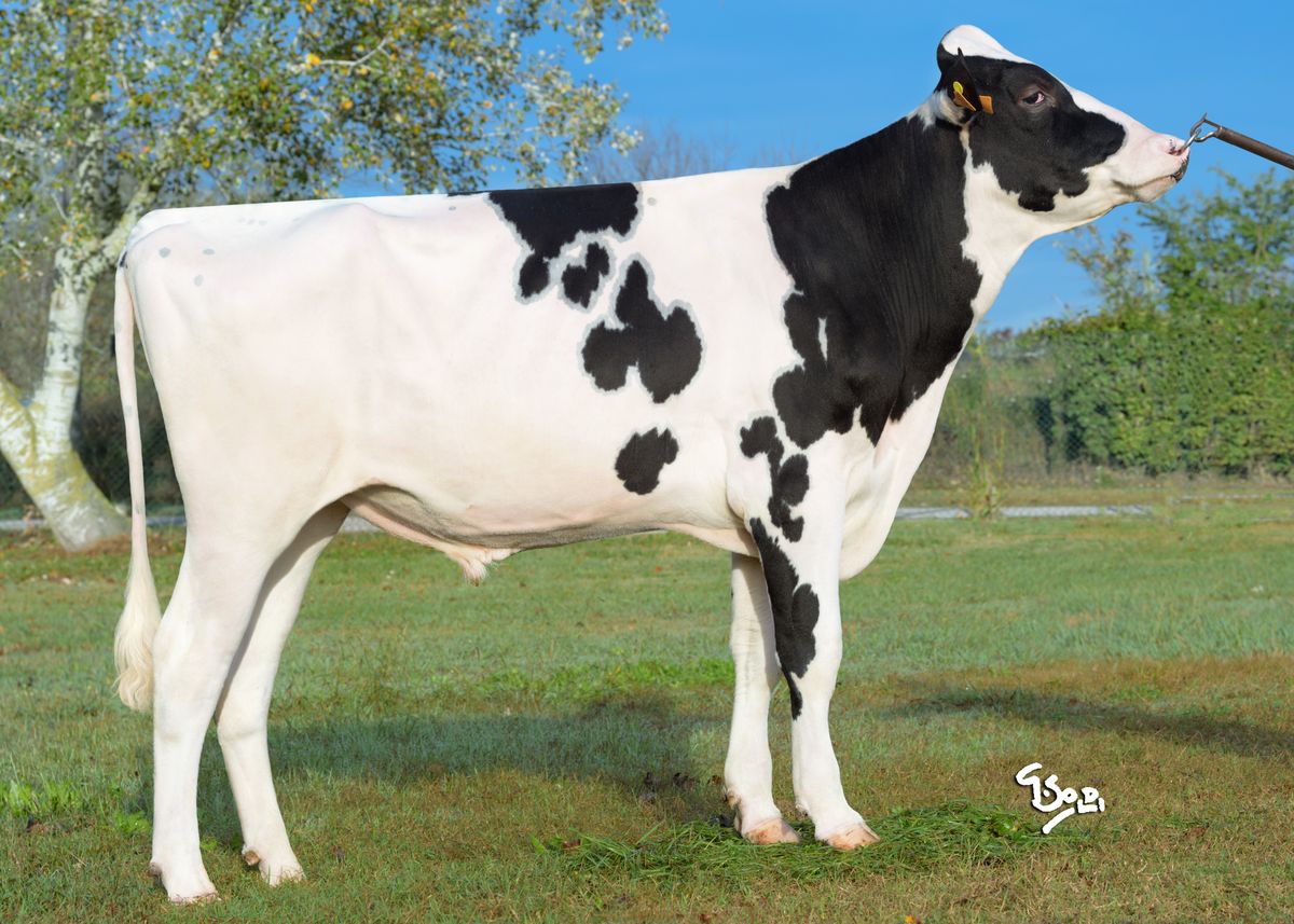 IT034991347958 SOPRONI