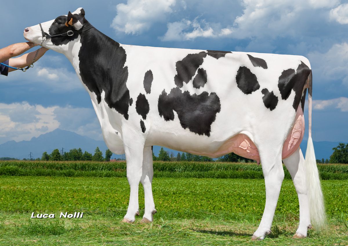 IT098990367212 Corvini ManOman Ottavia VG87 – membro della famiglia di MAFFEO