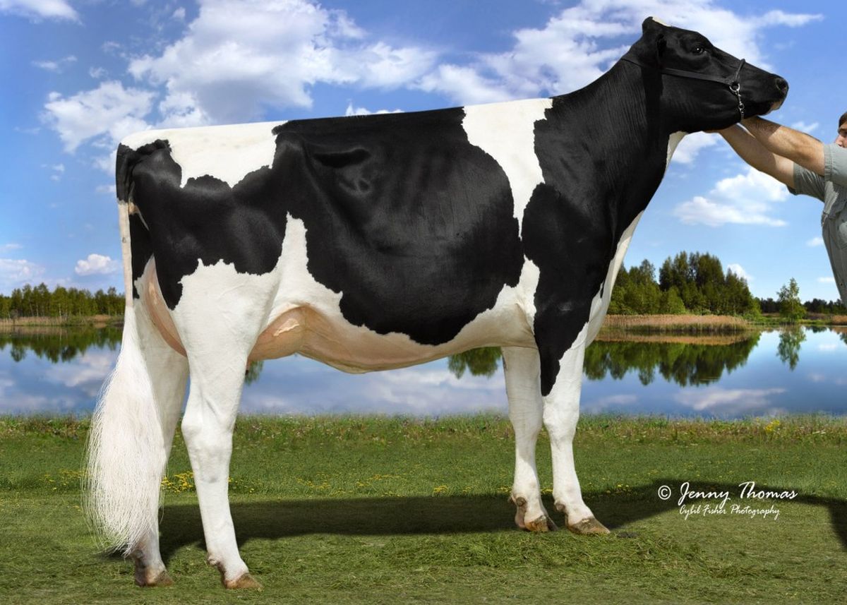 Ladys-Manor-MG-Suzanne-ET 4th dam of SOPRONI