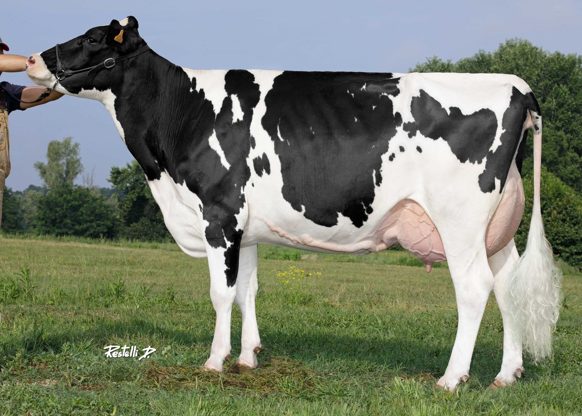 IT098990703692 BARO 1 DATELINE FLORIDA – Baronchelli S.S. Soc. Agr. – Borgo San Giovanni – (LO) (SECONDA LATTAZIONE)