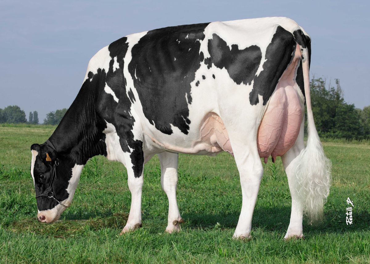 IT098990703692 BARO 1 DATELINE FLORIDA – Baronchelli S.S. Soc. Agr. – Borgo San Giovanni – (LO) – pasc – (SECONDA LATTAZIONE)