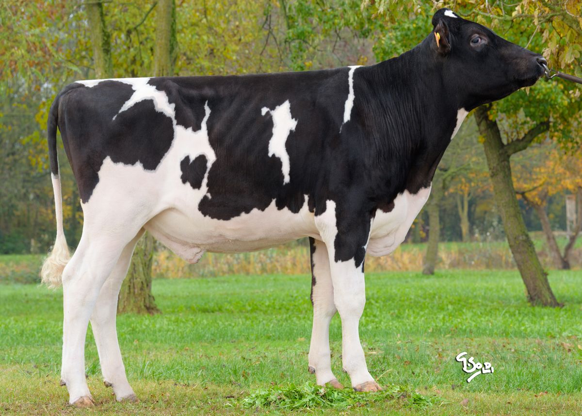 IT098990883127 WYOMING